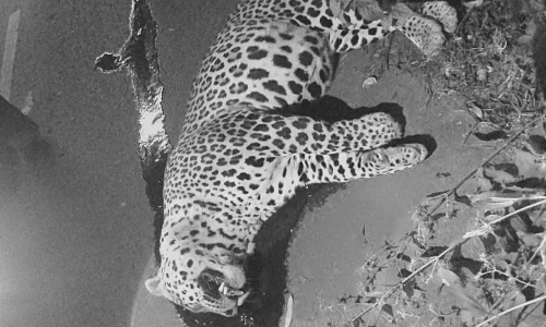 மஞ்சூர் அருகே வாகனத்தில் அடிபட்டு சிறுத்தை பலி உயிரிழப்பு