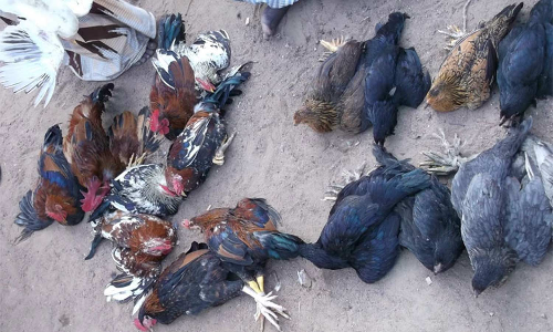 கார்த்திகை மாதத்தில் களையிழந்த அய்யலூர் சந்தை விலை குறைந்தும் உச்சத்தில் இறைச்சி விற்பனை