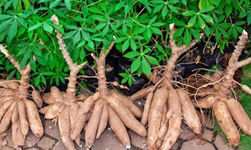 மரவள்ளி கிழங்கு டன்னுக்கு ரூ.1000 உயர்வு