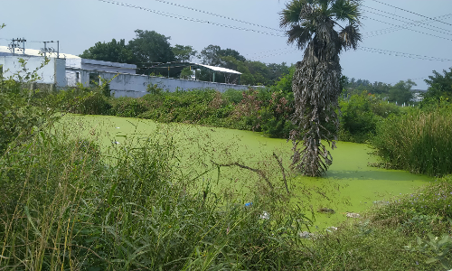 அன்னூர் அருகே அச்சம்பாளையம் குளத்தில் கலக்கும் தொழிற்சாலை கழிவுகள்