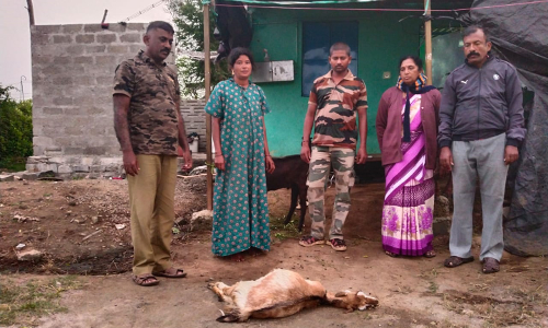 ஆட்டுக்குட்டியை அடித்து கொன்ற சிறுத்தையை கூண்டு வைத்து பிடிக்க முடிவு