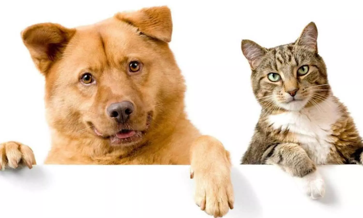 ஒரே தட்டில் உணவருந்தும் நாய்-பூனை