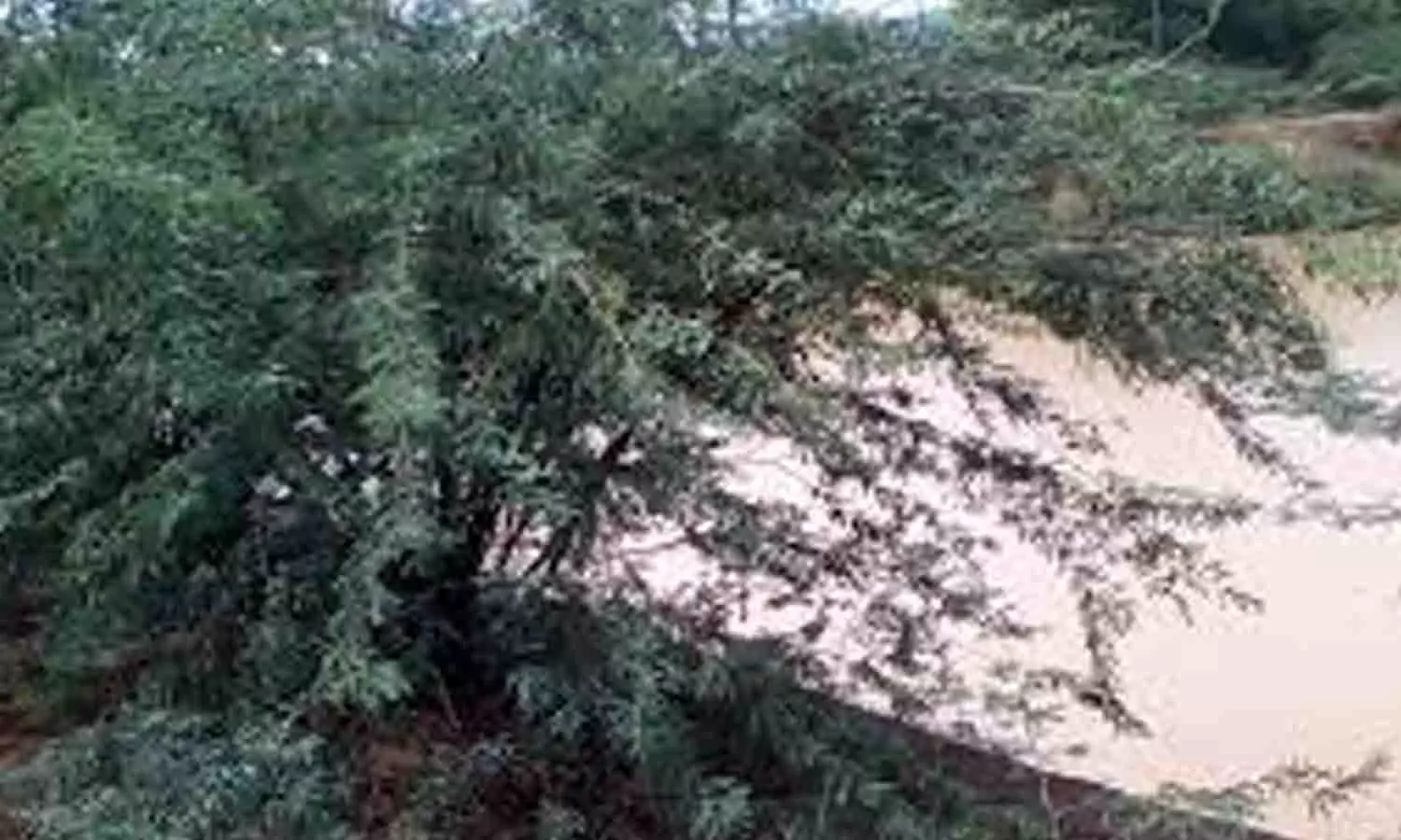 சீமை கருவேல மரங்களால் நிலத்தடி நீர்மட்டம் பாதிக்கும் அபாயம்