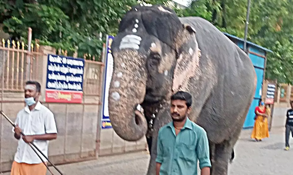 யானைக்கு ரூ.9 லட்சம் செலவில் சிகிச்சை