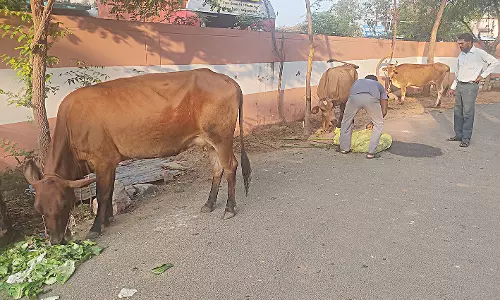 சாலையில் திரிந்த மாடுகளை நகராட்சி பணியாளர்கள் பிடித்து அபராதம்