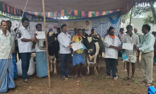 சோமனஅள்ளி ஊராட்சியில்  சிறப்பு கால்நடை சுகாதார விழிப்புணர்வு முகாம்