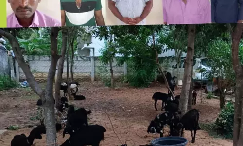 ஆடு திருட்டில் ஈடுபட்ட 5 பேர் கைது