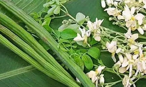 உடுமலை பகுதிகளில் முருங்கை சாகுபடியில் விவசாயிகள் ஆர்வம்