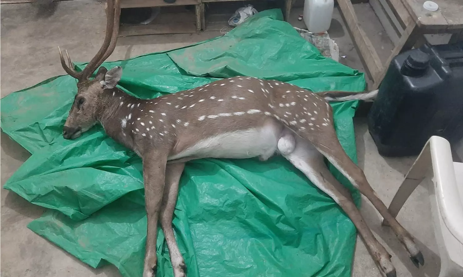 பொம்மிடி அருகே புள்ளிமான்களை வேட்டையாடும் மர்ம நபர்கள் -துப்பாக்கியுடன் சுற்றி திரிபவர்கள் குறித்து மக்கள் புகார் பொம்மிடி அருகே புள்ளிமான்களை வேட்டையாடும் மர்ம நபர்கள் -துப்பாக்கியுடன் சுற்றி திரிபவர்கள் குறித்து மக்கள் புகார்