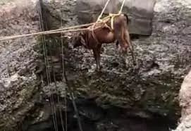 கிணற்றில் விழுந்த மாடு உயிருடன் மீட்பு