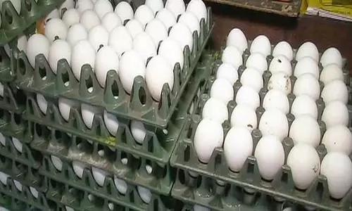 நாமக்கல் மண்டலத்தில் முட்டை விலை மேலும் 5 காசுகள் உயர்வு