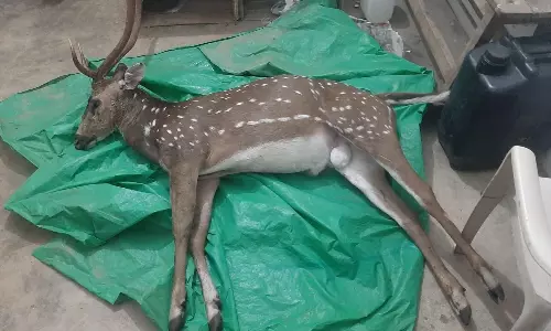 பொம்மிடி அருகே புள்ளிமான்களை வேட்டையாடும் மர்மநபர்கள்