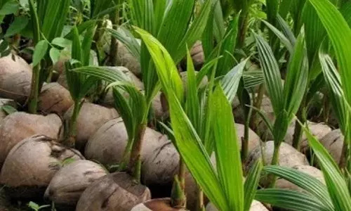 அத்திப்பட்டு முதல் நிலை ஊராட்சியில் 600 குடும்பங்களுக்கு தென்னங்கன்று