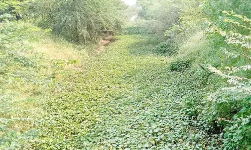 ஆகாயதாமரை செடிகளை அகற்ற விவசாயிகள் வலியுறுத்தல்