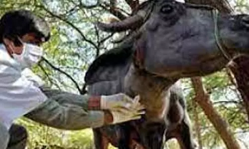 மருத்துவ முகாமில் 1,420 கால்நடைகளுக்கு சிகிச்சை