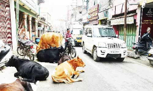 குடியாத்தத்தில் சாலைகளில் சுற்றித் திரியும் மாடுகள்