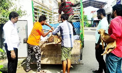 அடிபட்ட நாயை மீட்ட இளைஞர்கள்