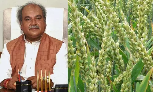 ரபி பருவகால பயிர் வகை உற்பத்தி அதிகரிப்பு- மத்திய வேளாண் துறை மந்திரி தகவல்