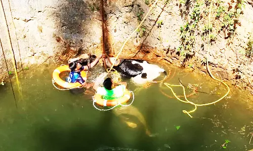 கிணற்றில் தவறி விழுந்த மாடு உயிருடன் மீட்பு