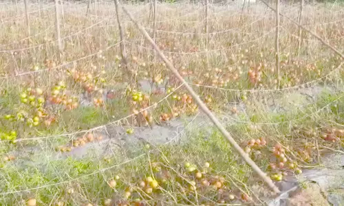 தக்காளி விலை வீழ்ச்சியால்     கால்நடைகளுக்கு உணவாக்கும் அவலம்