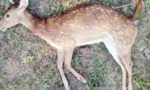 மரக்கிளையில் சிக்கி மான் சாவு