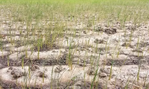 மழையின்றி கருகும் நெற்பயிர்கள்