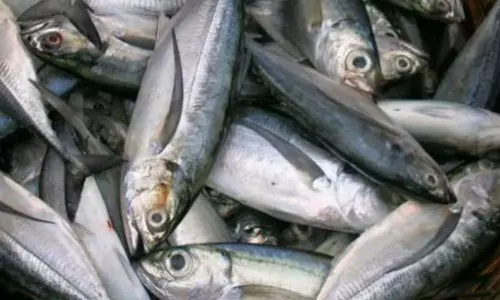 சபரிமலை செல்லும் பக்தர்கள் விரதம்- மீன், கோழி இறைச்சி விலை குறைந்தது