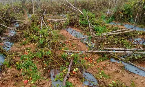 வேப்பனப்பள்ளி அருகே  தக்காளி தோட்டத்தில் புகுந்து நாசம் செய்த காட்டு யானைகள்