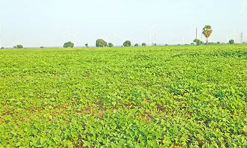 புதியம்புத்தூர், ஓட்டப்பிடாரம் வட்டாரத்தில் மழையை எதிர்நோக்கும் மானாவாரி விவசாயிகள்
