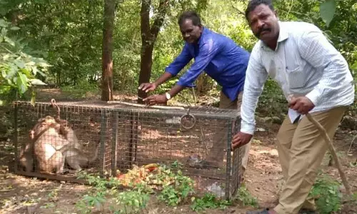 திருக்கழுகுன்றம் அருகே வீடுகளுக்குள் புகுந்து அட்டகாசம் செய்த 8 குரங்குகள் கூண்டுக்குள் சிக்கியது