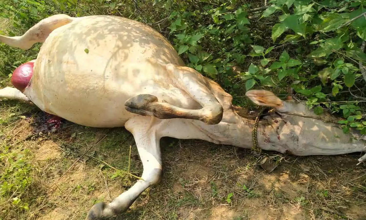 பசு மாட்டை கொன்ற சிறுத்தைகள்