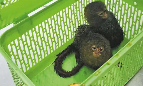 தாய்லாந்து நாட்டில் இருந்து சென்னைக்கு விமானத்தில் கடத்திய 4 குரங்கு குட்டிகள் பறிமுதல்