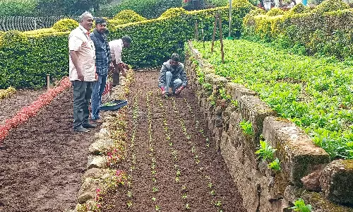 60-வது மலர் கண்காட்சிக்காக கொடைக்கானலில் ஒரு லட்சம் மலர் நாற்றுகள் நடும் பணி