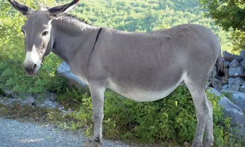 ஆந்திராவில் கட்டுப்பாட்டை மீறி கழுதை இறைச்சி விற்பனை அதிகரிப்பு