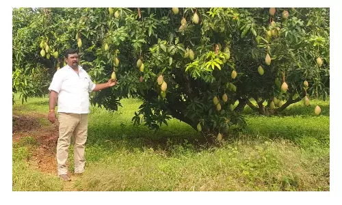 போச்சம்பள்ளி பகுதியில்  இடை பருவ மா சாகுபடியில் ஆர்வம் காட்டி வரும் விவசாயிகள்