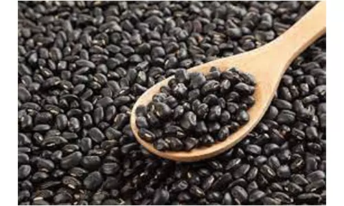 கிருஷ்ணகிரி மாவட்டத்தில்  உளுந்து பயிரில் விதைப்பண்ணை அமைக்கலாம்  -அதிகாரி தகவல்