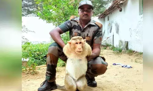 பொதுமக்களை அச்சுறுத்திய குரங்கு பிடிப்பட்டது