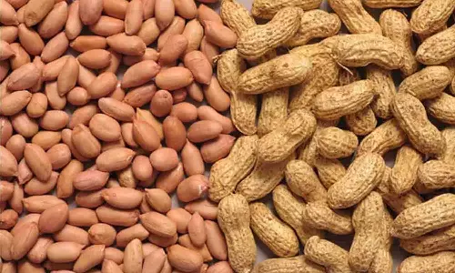 சேவூா் ஒழுங்குமுறை விற்பனைக்கூடத்தில் ரூ.22 லட்சத்துக்கு நிலக்கடலை ஏலம்