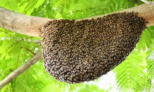 ஊட்டி தாவரவியல் பூங்காவில் தேனீக்கள் கொட்டி 11 கேரள பள்ளி மாணவர்கள் படுகாயம்