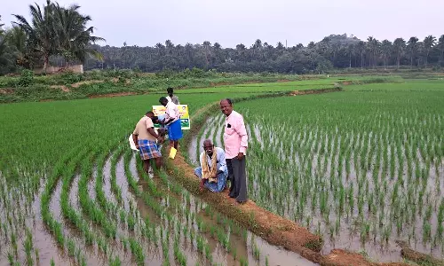 செங்கோட்டை வட்டாரத்தில் புதிய திட்டத்தில் இணைந்து  விவசாயிகள் பயன்பெறலாம் -வேளாண்மை அதிகாரிகள் தகவல்