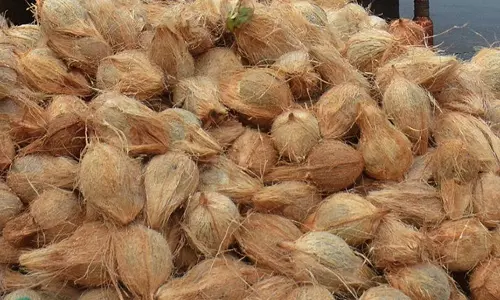 ரூ.2 லட்சத்துக்கு தேங்காய் ஏலம்