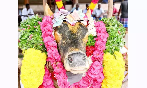 அலங்காநல்லூர் அருகே இறந்த கோவில் காளைக்கு கிராம மக்கள் மரியாதை