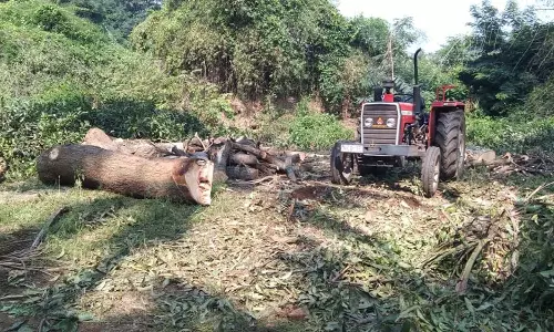 கம்பம் அருகே வருவாய்த்துறைக்கு சொந்தமான மரங்கள் வெட்டி கடத்தல்