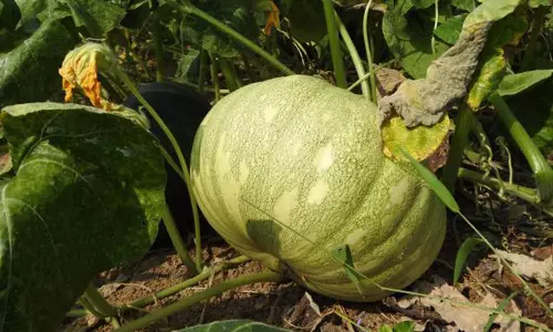 ஒட்டன்சத்திரம் பகுதியில் பூசணிக்காய் விலை கடும் வீழ்ச்சி  செடியிலேயே விடும் அவலம்