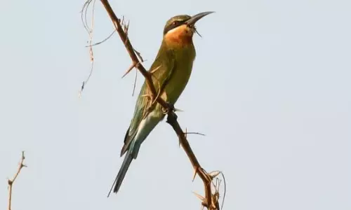 திருப்பூர் நஞ்சராயன்குளத்திற்கு வந்த ஆப்கானிஸ்தான் பறவை