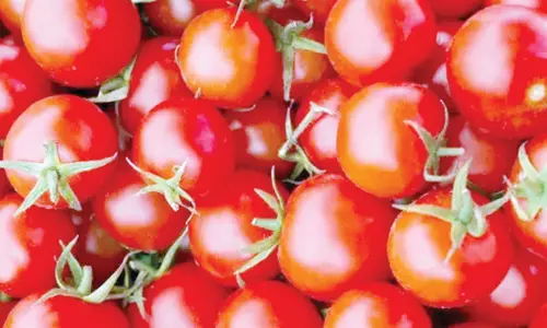 சேலத்தில் தக்காளி விலை 10 ரூபாயாக சரிவு