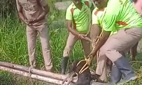 கிணற்றில் விழுந்த ஆடு உயிருடன் மீட்பு