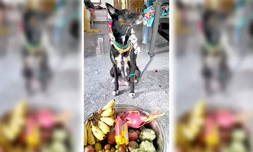 சீர்காழி அருகே வளர்ப்பு நாய்க்கு வளைகாப்பு நடத்திய பட்டதாரி வாலிபர்