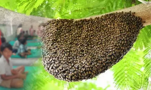 பள்ளியில் தேனீ கொட்டியதால் 15 மாணவர்கள் பாதிப்பு