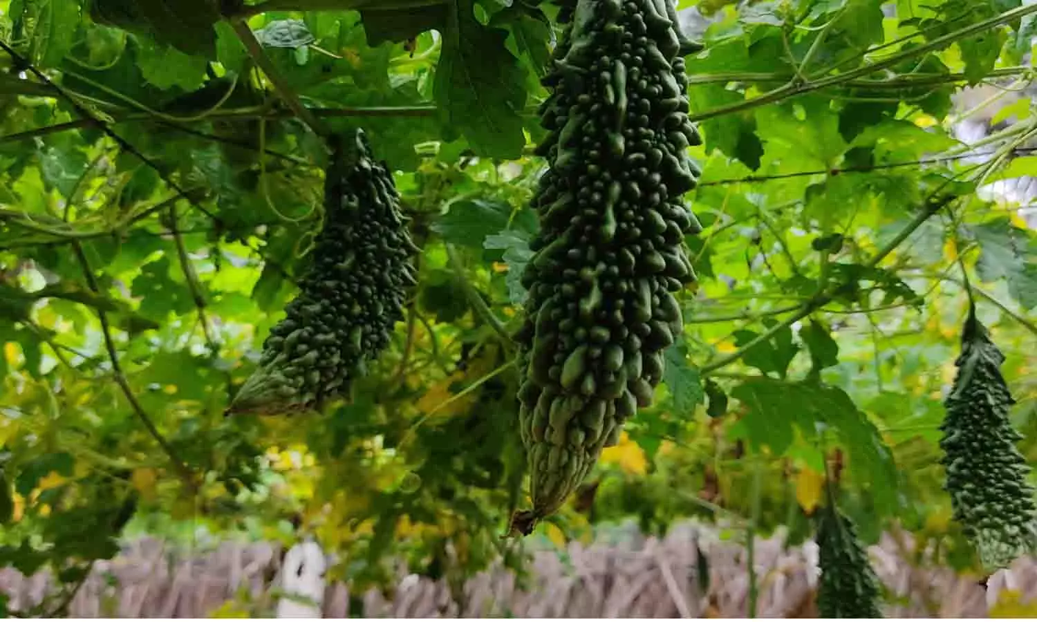 உடுமலை பகுதியில் பந்தல்  முறை பாகற்காய் சாகுபடியில் விவசாயிகள் ஆர்வம்